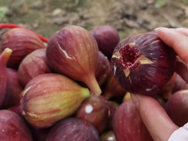 無花果苗
