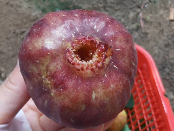 無花果苗