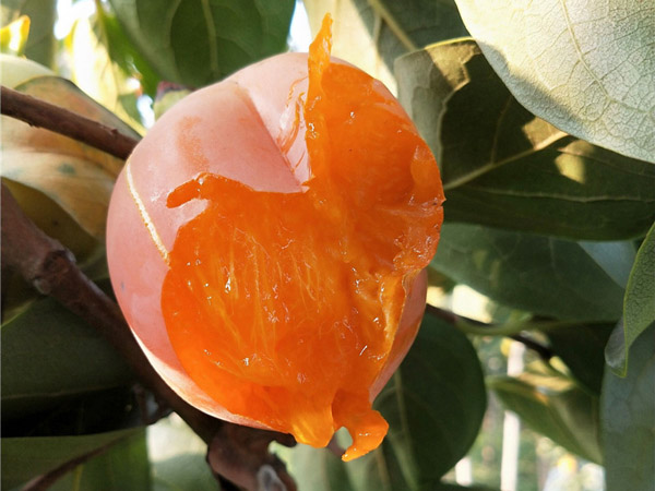 柿子苗