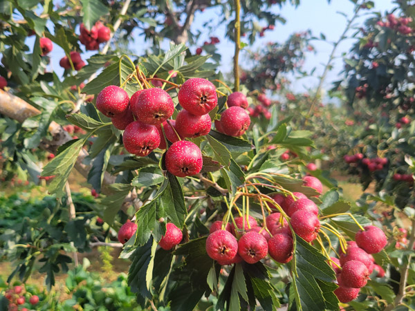 山楂樹(shù)
