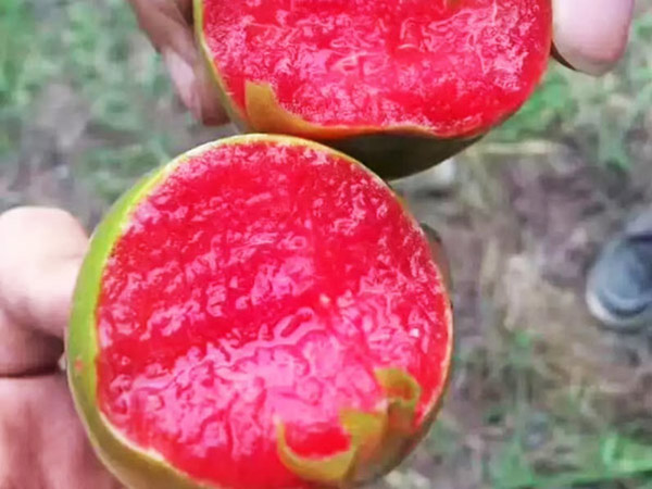 李子苗