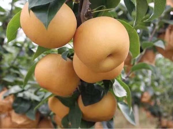 梨樹苗