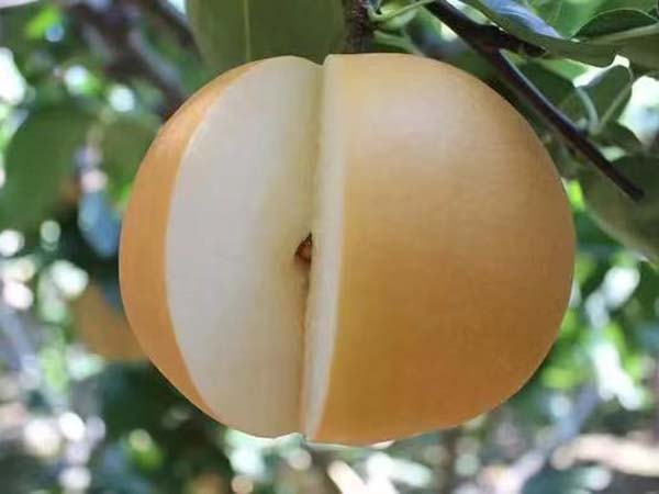 梨樹苗