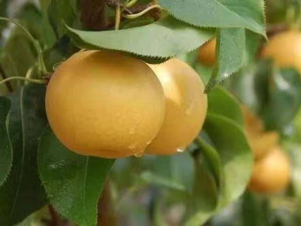 梨樹(shù)苗