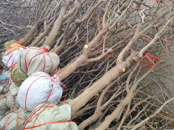 棗樹(shù)苗