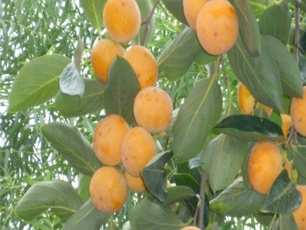 柿子苗