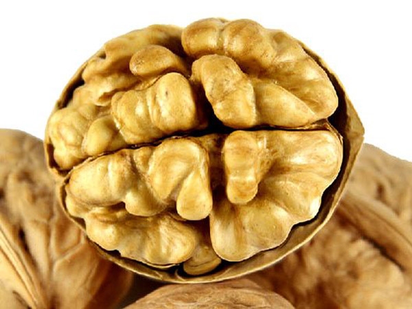 核桃苗