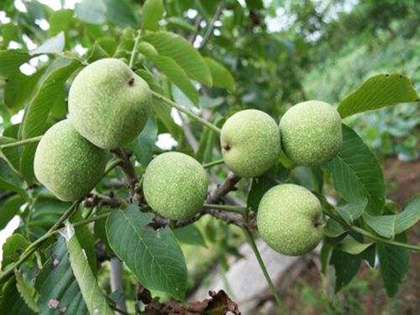 核桃苗