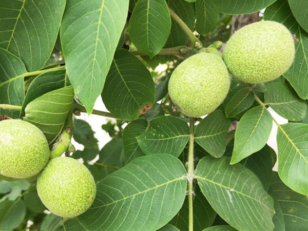 核桃苗