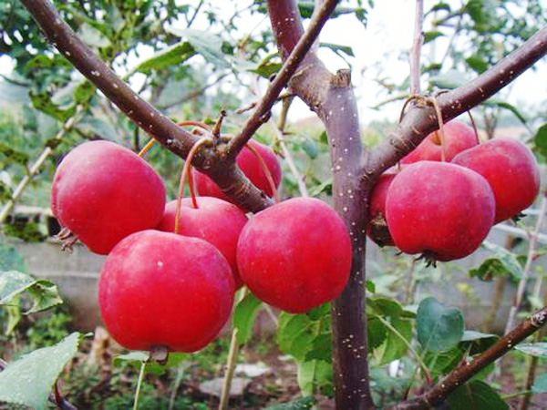 夏季蘋(píng)果樹(shù)管理技術(shù)要點(diǎn)